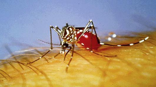 Transmissão Mosquito vetor (fêmeas): Aedes aegypti (Américas) Aedes albopictus (Ásia) Aedes aegypti : Mosquito