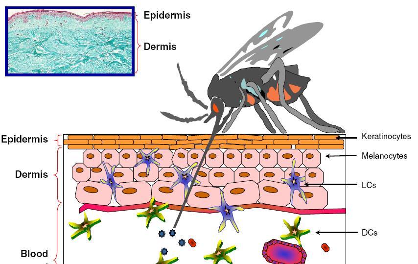 Após inoculação do vírus pela picada do mosquito vírus replica nas células dendríticas locais com subsequente infecção