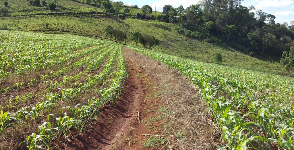 Em todos os sistemas de produção, as orientações dos extensionistas serão direcionadas para o manejo integrado, para o uso de tecnologias que contribuam para a produção de alimentos de qualidade e