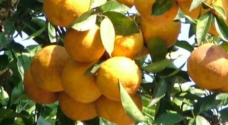 27 PRODUÇÃO AGRÍCOLA HORTIGRANJEIROS Tabela 16 - Fruticultura Geral Discriminação Unidade de Medida Quantidade Produtores assistidos nº 20.285 Manejo convencional 38.509 Manejo de base ecológica ha 3.