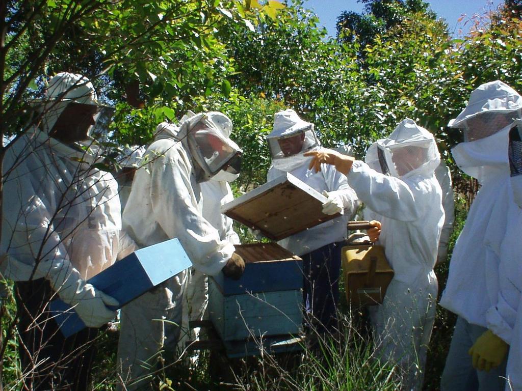 29 PRODUÇÃO ANIMAL CRIAÇÕES Tabela 22 - Meliponicultura