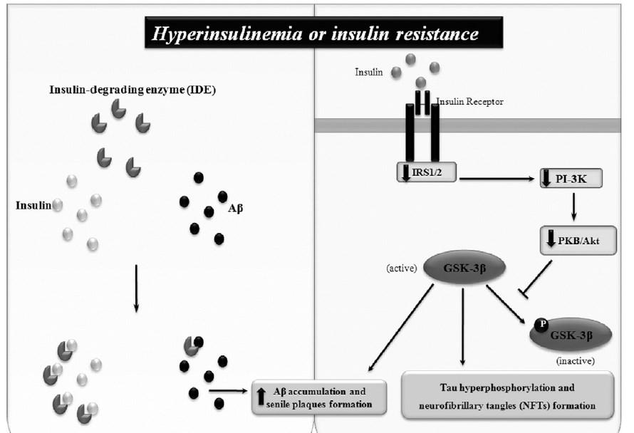 Figura 2. Envolvimento da insulina na patogénese da DA.