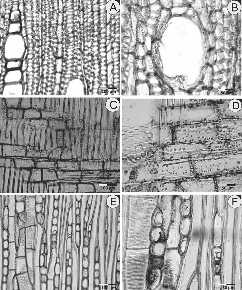 FIGURA 1: Aspectos anatômicos da madeira de Tetrorchidium rubrivenium. A Seção transversal, mostrando poros em múltiplos radiais. B Poro arredondado, em seção transversal.