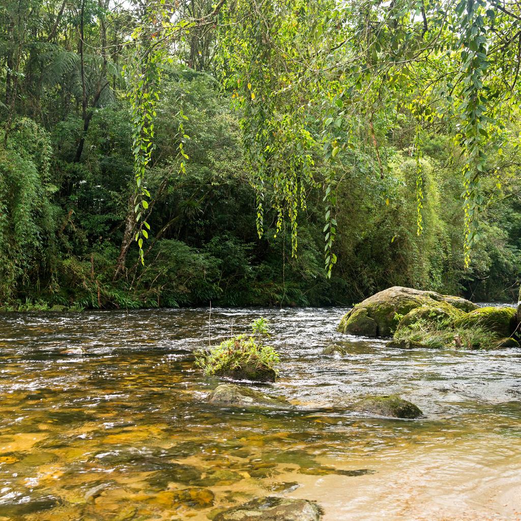 Parque das Neblinas O Parque das Neblinas é uma reserva ambiental da Suzano, gerida pelo Instituto Ecofuturo, onde são desenvolvidas atividades de ecoturismo, educação ambiental, pesquisa científica,