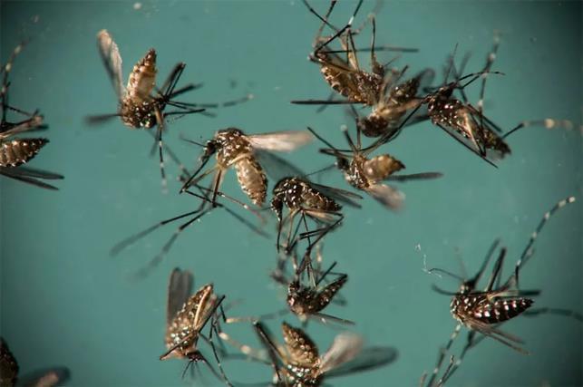 ESPÍRITO SANTO Saúde divulga 11º boletim da dengue Foram notificados 2.