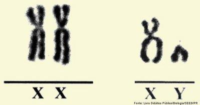 Genética do sexo 09 out RESUMO Normalmente, uma célula somática humana contém 22 pares de cromossomos autossômicos e um par heterossômico. Isso totaliza 23 pares ou 46 cromossomos totais 2n=46.