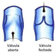 Elástico Válvulas que impedem o refluxo sanguíneo