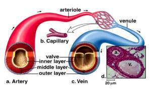 3.c)VEIAS 3.