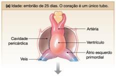 cone oco invertido,