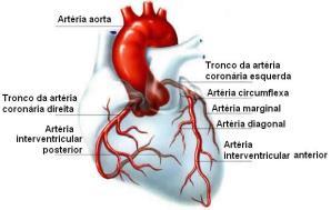 Bicúspide (mitral) Tricúspide