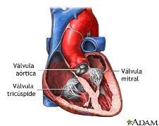 D) FISIOLOGIA DA CIRCULAÇÃO HUMANA FISIOLOGIA DA CIRCULAÇÃO HUMANA D) FISIOLOGIA DA CIRCULAÇÃO HUMANA PEQUENA CIRCULAÇÃO VD AE PULMÕES