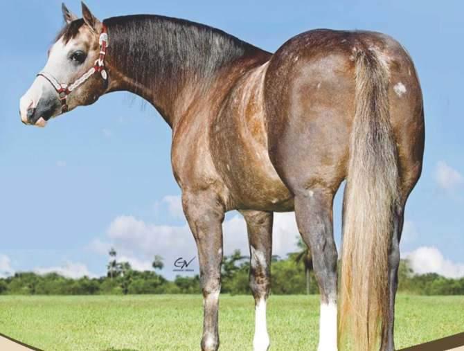 03 VENDA SMOOTHS EDITION DE COBERTURA GARANHÃO TORDILHO 09/02/2012 PROPRIETÁRIO: CONDOMÍNIO LOCALIZAÇÃO: DOURADOS - MS Filho de SMOOTH AS A CAT, U$501.874,00. NCHA Horse of e Year.