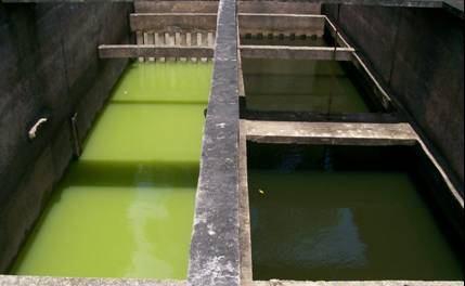 Em um período de elevada insolação (energia luminosa para a fotossíntese), as algas poderão atingir superpopulações, constituindo uma camada superficial, similar a um caldo verde, como mostra a