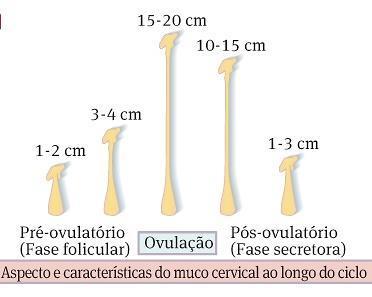 Estes factores podem variar entre mulheres, apresentando variações ao longo do