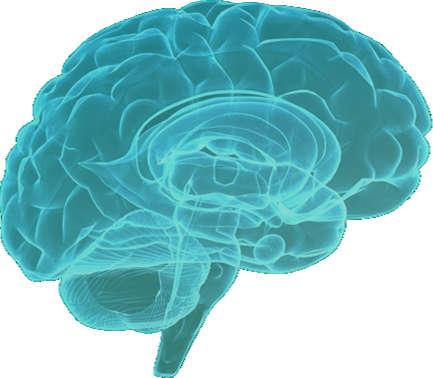 Atenção Plena e o cérebro Mudanças no funcionamento e na estrutura cerebral: