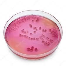 Staphylococcus aureus Clostridium Bacillus