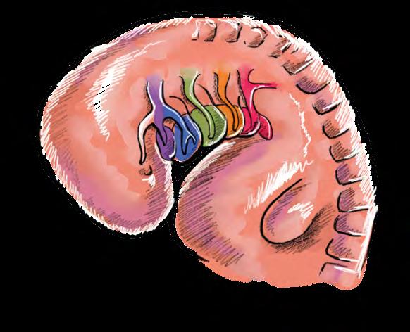 ANUÁRIO ODONTOPEDIATRIA CLÍNICA Seu desenvolvimento inicia nos primeiros dias da 4ª semana após a fecundação e vai originar um componente esquelético, um muscular,