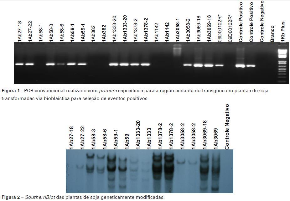 SOUTERN BLOT Plantas Transgênicas de Soja: seleção de eventos positivos PCR Cópias do transgene DNA total Hind III Separou o