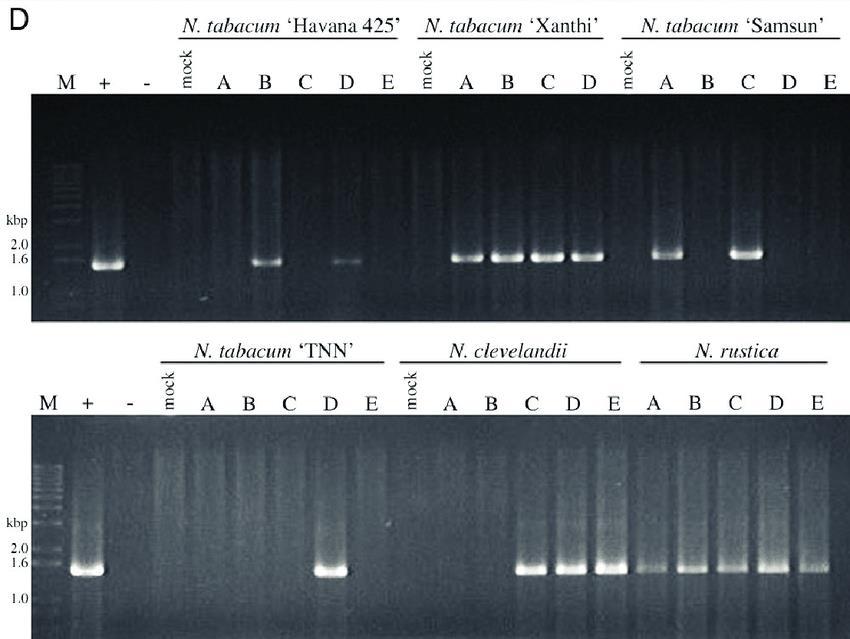 ANÁLISE DA PCR Detecção de begomovírus em plantas de Tabaco 1200pb Rep CP Fragmento com aproximadamente 1.