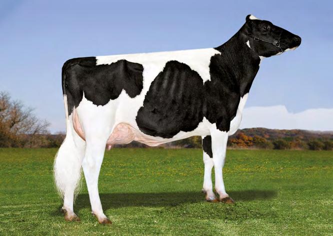 Chevy transmite estatura mediana e produz filhas com boa força leiteira e bons sistemas mamários. Chevy é 4 estrelas para RWD Fertilidade e tem um PTA Leite de + 755 lbs de leite.