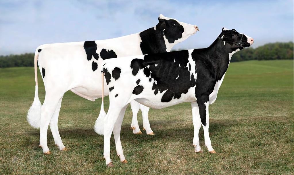 SUCESSO SILVER A DUPLA DE MAIOR SUCESSO DO BRASIL Nas duas principais bacias leiteiras do país, Monterey e Silver lideram número de registros As associações de criadores de gado holandês de Minas