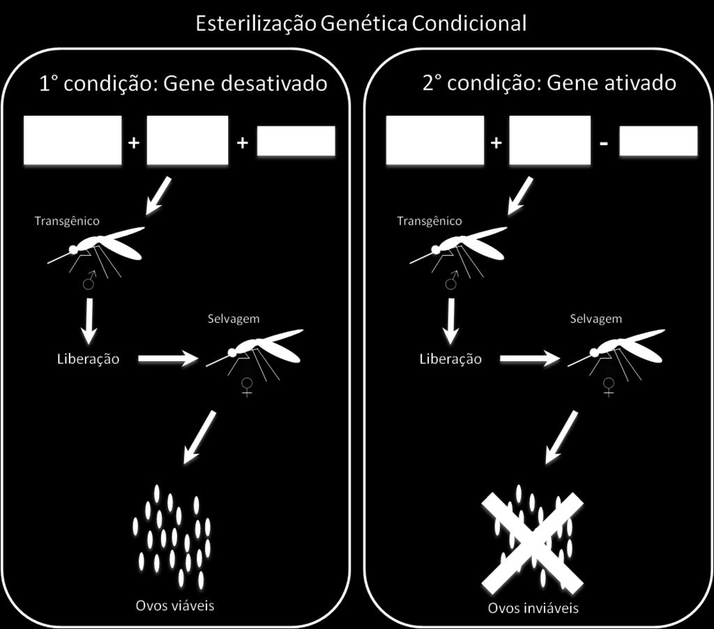 desenvolvimento de genes letais ou