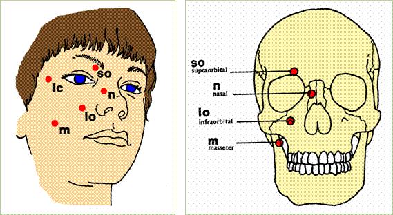 PONTOS ANTERIORES DA FACE LIVROS RECOMENDADOS: JONES L.