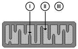 (64) A sequencia 1-4 é a mais frequentemente realizada pelas leveduras e libera álcool etílico, CO 2 e energia no final do processo.