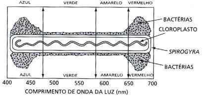 c) Qual o destino do O 2 produzido? Resposta: O oxigênio produzido é liberado na atmosfera e pode ser usado na respiração celular aeróbia. d) Qual a função da clorofila na fotossíntese?