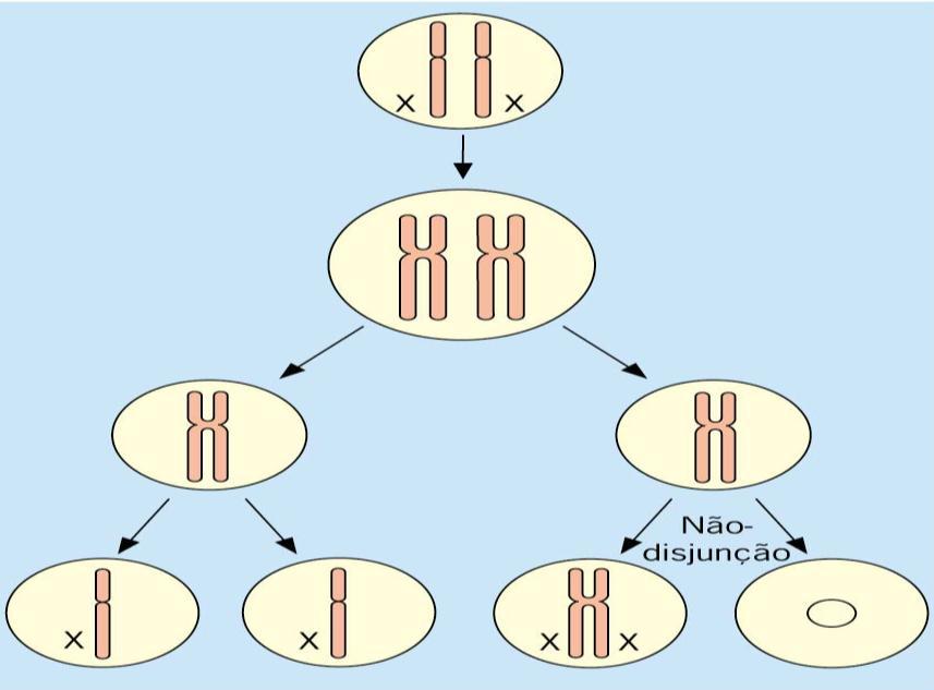 Mutações cromossômicas numéricas - São alterações