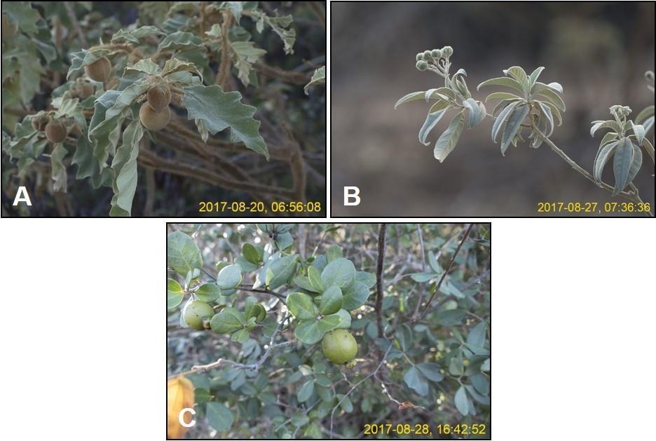 Os frutos consumidos por P. superciliaris jacupemba (jacupemba) registrados na área do Complexo Eólico Brotas de Macaúbas são apresentados na Figura 3.5. Figura 3.5 - Frutos consumidos por P.
