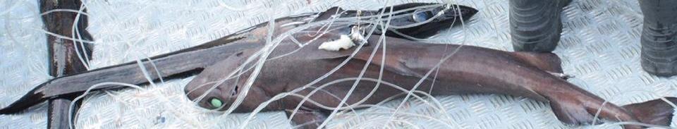 Programa Espada Preto REDUCTION OF DEEP-SEA SHARKS BY-CATCHES IN THE PORTUGUESE LONG-LINE BLACK SCABBARD FISHERY (Ref. MARE C3/IG/re ARES (2011) 1021013).