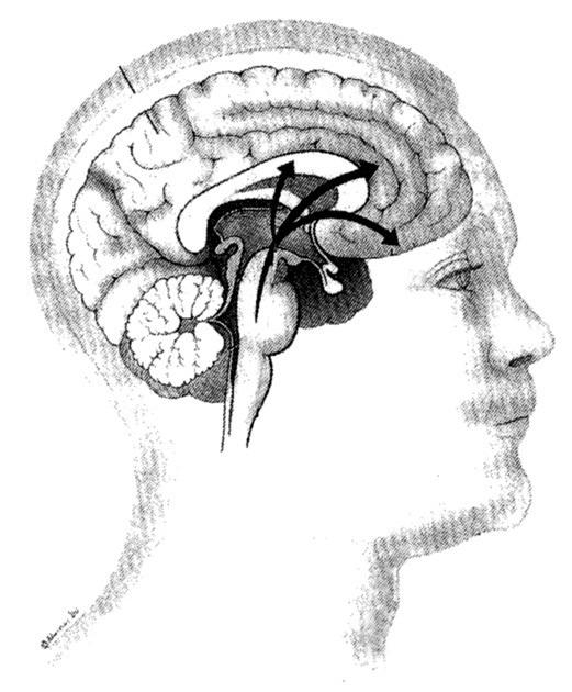 Desenvolvimento normal Córtex frontal Mudanças evolutivas no comportamento e atenção