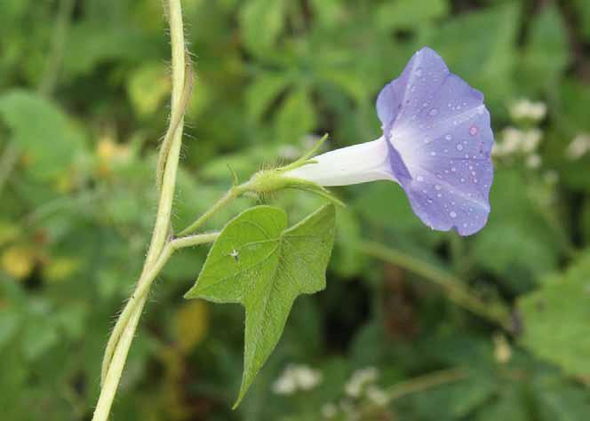 Família Convolvulaceae Ipomoea nil (L.) Roth. N.V.: amarra-amarra, campainha, campainha azul, campanha, corda de viola, corriola, jetirana, jitirana, suspiro.