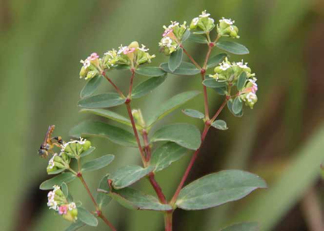 Família Euphorbiaceae Chamaesyce hyssopifolia (L.) Small. N.V.: burra leiteira, erva andorinha, erva de andorinha, erva de santa lúzia.