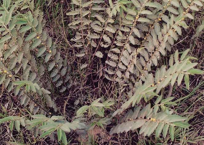 Família Fabaceae Chamaecrista nictitans (L.) Moench N.V.: falsa dormideira, falsa sensitiva, mata-pasto, peninha.
