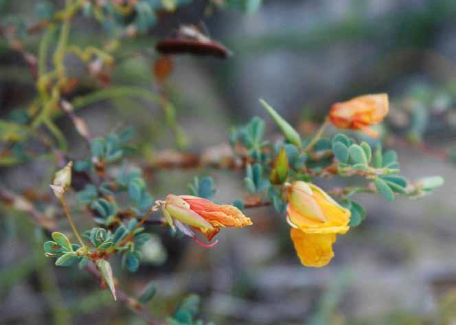 Família Fabaceae Chamaecrista ramosa (Vogel) H. S. Irwin & Barneby N.V.: dormideira. Espécie subarbustiva, perene e que se desenvolve nas planícies litorâneas, incluindo restingas e zona de dunas.