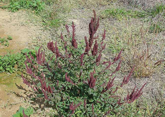 Família Amaranthaceae Amaranthus hybridus L. N.V.: bredo, bredo gigante, caruru, caruru bravo, caruru gigante, caruru de folha larga.