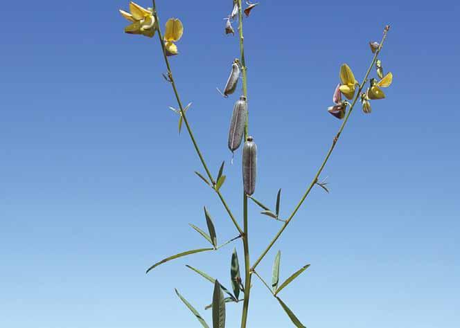 Família Fabaceae Crotalaria lanceolata E. Mey. N.V.: crotalária, chocalho, chocalho de cascavel, guizo de cascavel, xique-xique.