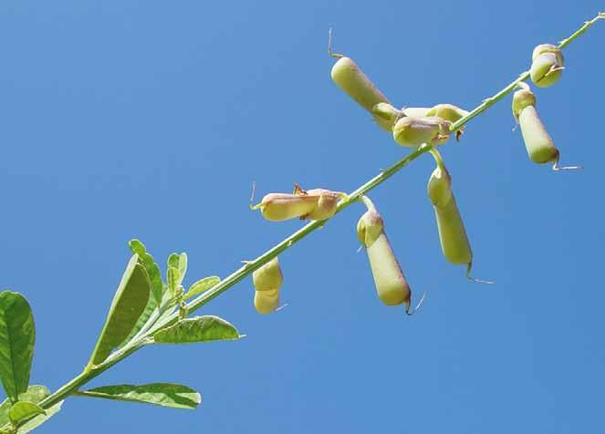 Família Fabaceae Crotalaria spectabilis Roth. N.V.: cascavel, chocalho, chocalho de cascavel, crotalária, guizo de cascavel, xique-xique.