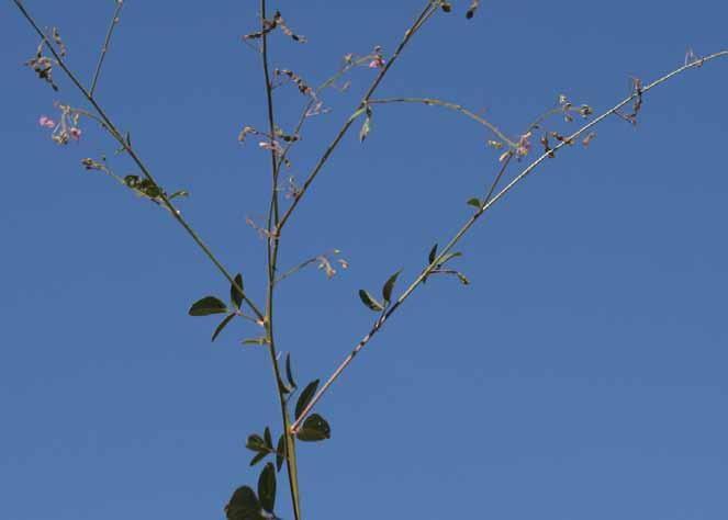 Família Fabaceae Desmodium tortuosum (Sw.) DC. N.V.: carrapicho, carrapicho beiço de boi, desmódio, pega-pega.