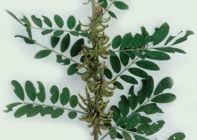Família Fabaceae Indigofera suffruticosa Mill. N.V.