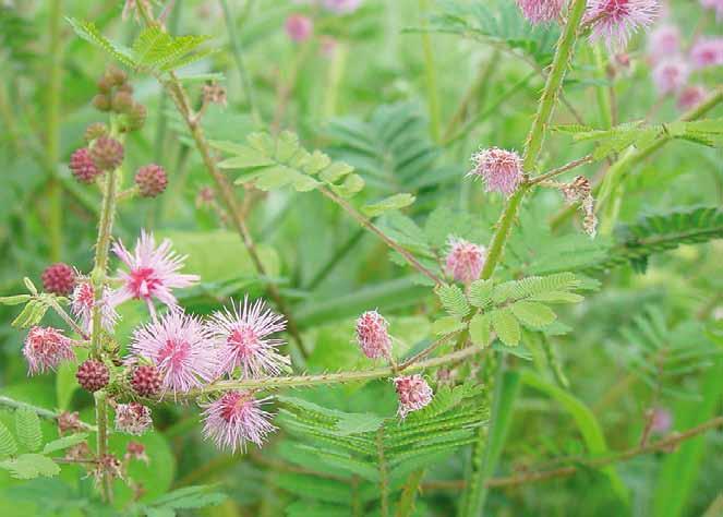 Família Fabaceae Mimosa invisa Mart. N.V.: dorme-maria, dormideira, juquiri, juquiri rasteiro, malícia, malícia de mulher, sensitiva.