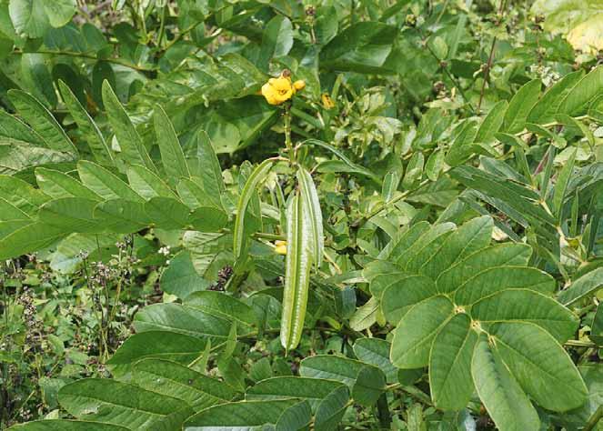 Família Fabaceae Senna alata (L.) Roxb. N.V.: café, dartrial, fedegoso, fedegoso grande, mangerioba grande, mata-pasto.