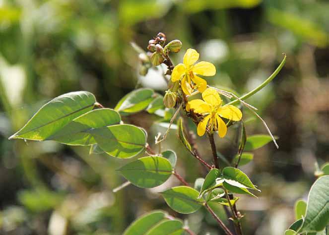 Família Fabaceae Senna hirsuta (L.) H. S. Irwin & Barneby N.V.: feijão bravo amarelo, paramarioba, fedegoso peludo.