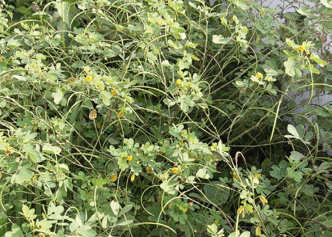 Família Fabaceae Senna obtusifolia (L.) H. S. Irwin & Barneby N.V.: fedegoso, fedegoso branco, mata-pasto, mata-pasto liso.