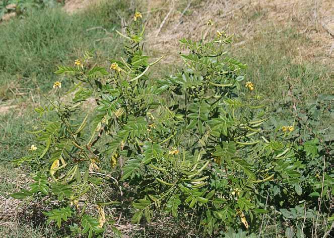 Família Fabaceae Senna occidentalis (L.) Link N.V.: fedegoso, fedegoso verdadeiro, lava-pratos, mamangá, manjerioba, mata-pasto, tararaçu, tarararubu.