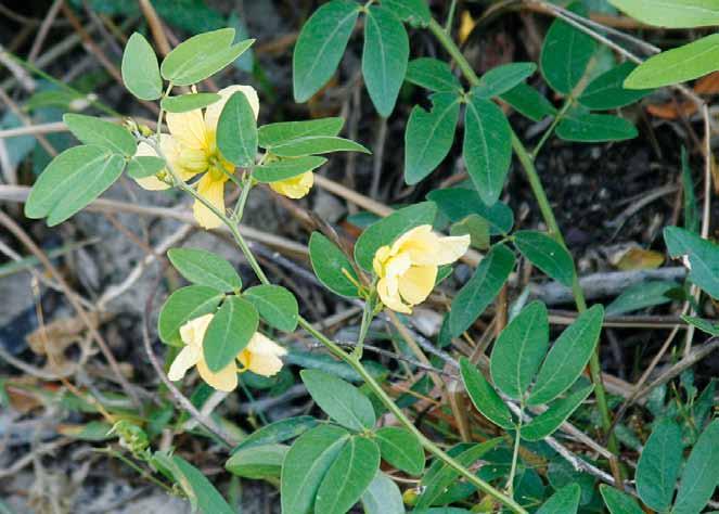 Família Fabaceae Senna rizzini H. S. Irwin & Barneby N.V.: flor de besouro, flor de padre, folha de padre, lava-prato.