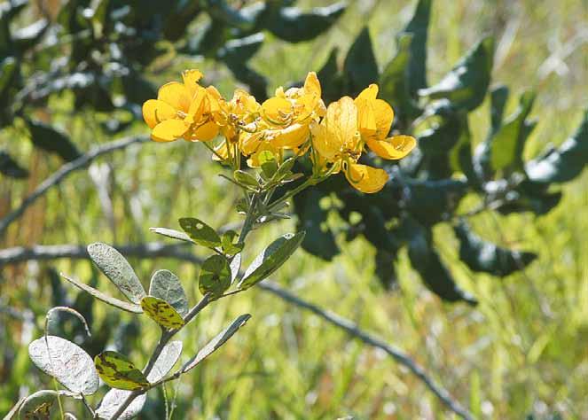 Família Fabaceae Senna rugosa (G. Don) H. S. Irwin & Barneby N.V.: casiruba, raiz preta, sene, unha de boi.