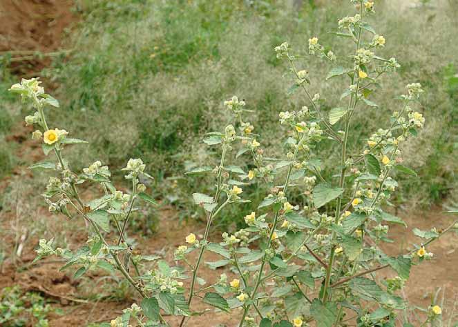 Família Malvaceae Sida cordifolia L. N.V.: guaxima, guaximba, guaxuma, guanxuma branca, malva, malva branca, malva-veludo, vassoura, vassourinha, vassourinha alegre.